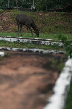 Majestic Deer Grazing on Lush Grass in Serene Landscape