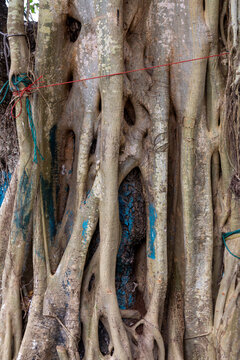 Tangled aerial roots of an old tree tied with strings, Western Province, Negombo, Sri Lanka