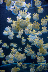 White-spotted jellyfish swarm with cauliflower oral arms in aquarium tank © Anand
