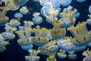 Close-up of white-spotted jellyfish showing bell and oral arm detail in aquarium © Anand