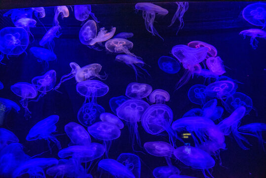 Moon jellyfish glowing in blue ultraviolet light inside dark aquarium exhibit