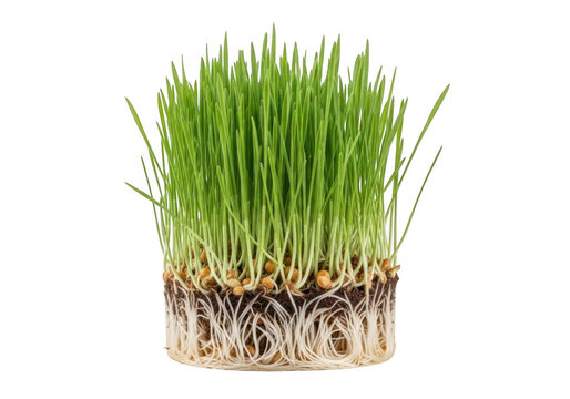 Fresh green wheatgrass sprouts with visible roots and seeds isolated on transparent background