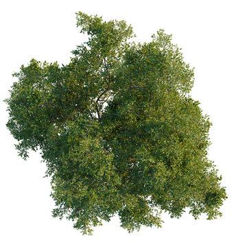 Top view of Quercus suber cork oak tree canopy section with vibrant foliage isolated on dark background for master plan visualization and architectural landscape 3D design cutout asset