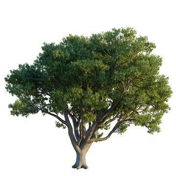 Side view of Quercus suber cork oak tree branches with natural foliage distribution isolated on dark background for landscape design composition and 3D architectural rendering asset