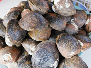  Freshwater clams pile background, raw edible bivalves seafood for culinary and market concepts © Muhammad