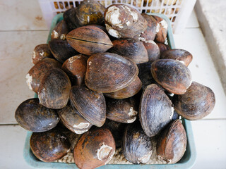  Freshwater clams pile background, raw edible bivalves seafood for culinary and market concepts © Muhammad
