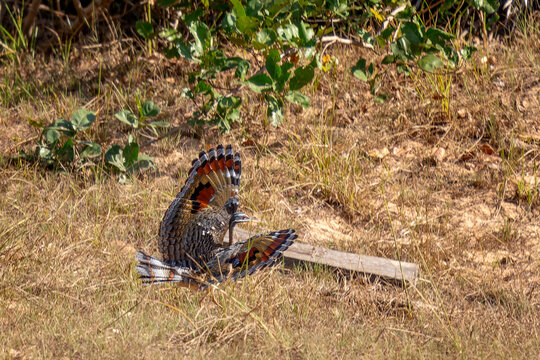 Sunbittern - Eurypyga helias, special tropical bird from Central and South American forests, Pantanal, Brazil.