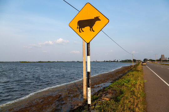 Cattle crossing road sign beside a causeway road along the sea, Northern Province, Delft island, Sri Lanka