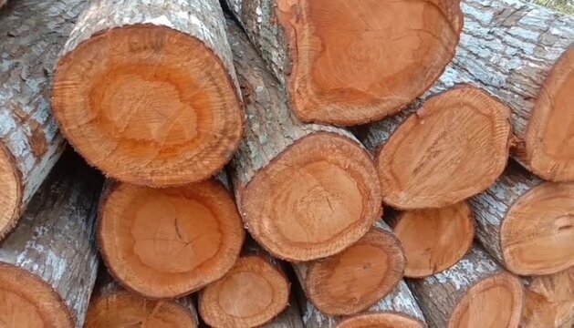 Stacked pile of fresh cut red mahogany logs showing orange heartwood - exotic hardwood timber