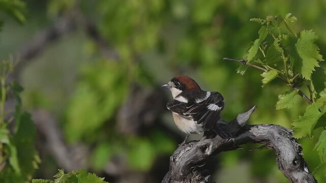 Woodchat Shrike (Lanius senator), Greece