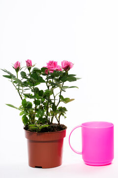 Blooming potted rose on a white background next to a pink cup