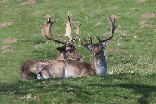 Two fallow deer bucks with large palmate antlers resting on a green grassy hillside