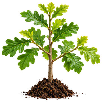 Young oak tree sapling with lush green lobed leaves planted in a pile of dark brown soil isolated on a transparent background