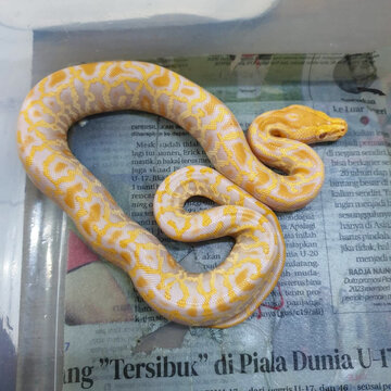 A beautiful yellow and white albino python coiled up in a transparent plastic container lined with newspaper