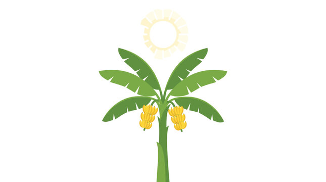 Minimalist vector illustration of a tropical banana tree with yellow fruit bunches under a bright shining sun isolated on a clean white background for summer and agricultural designs.