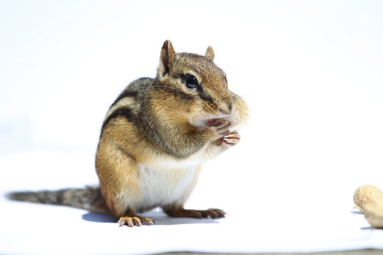 Cute Chipmunk with Stuffed Cheeks Eating Against a White Background