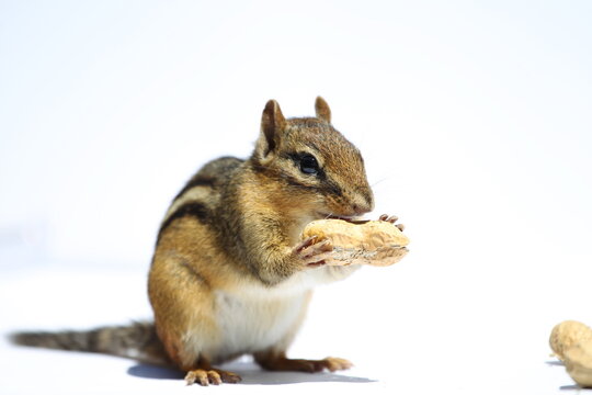 Cute Chipmunk Holding and Eating a Whole Peanut Against a White Background