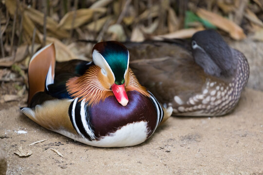 A pair of mandarin ducks (Aix galericulata) sleeping.