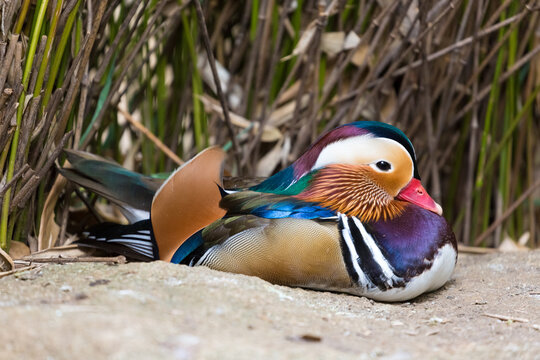A side view of a male mandarin duck (Aix galericulata)