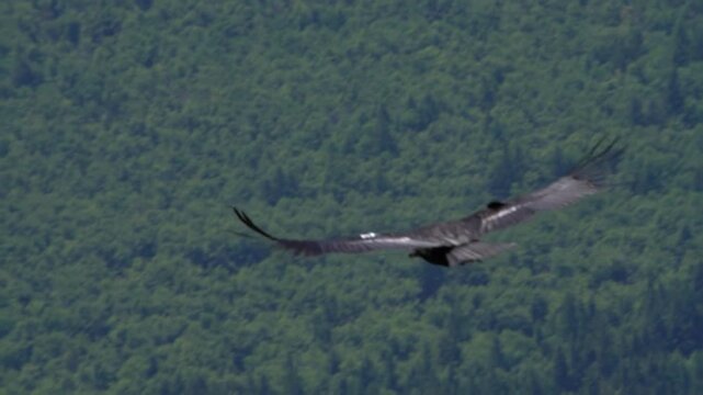 Tagged California Condor Gliding Over Lush Green Conifer Forest