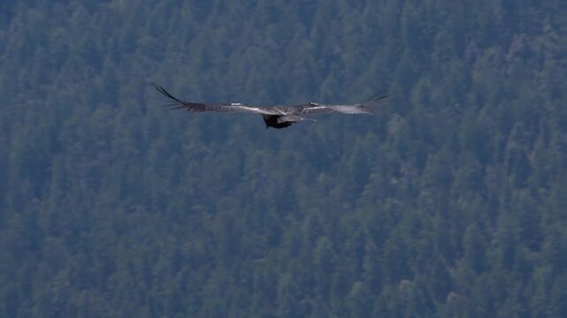 Tagged California Condor Soaring Along Forested Mountain Ridge