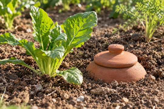 Terracotta olla irrigation vessel beside a young garden plant