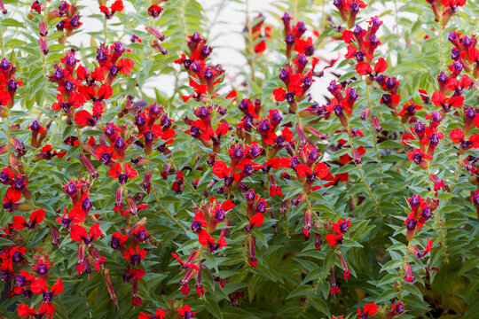 Cuphea llavea - Red cuphea, densely branched sub-shrub, producing profusion of two-tones flowers in purple and red, evoking bat's heads in axils of pretty ovate and pointed dark green leaves
