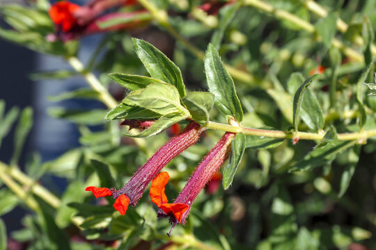 (Cuphea llavea) Bat-faced Cuphea or Red Cuphea. Slender, slightly arching branches bearing red, cigar-shaped tubular flowers with a purple calyx, in the axils of pointed, elliptical leaves