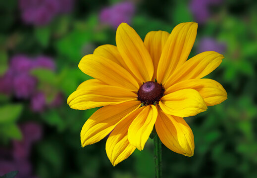 Vibrant Yellow Black-Eyed Susan Flower Against a Soft Focus Garden Background