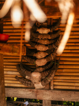 View of a vertical arrangement of traditional water buffalo skulls mounted on a bamboo wall in a traditional house in Waigalli, Nusa Tenggara Timur, Indonesia.