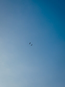 View of two birds flying in a clear blue sky above Pantai Watu Bella in Lamboya, East Nusa Tenggara, Indonesia.