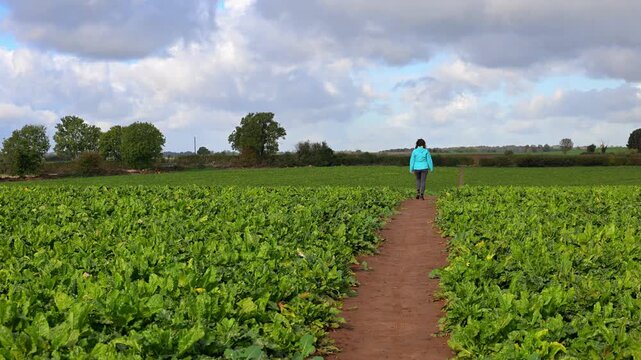 Heading to Melton Woods, through the turnip fields.