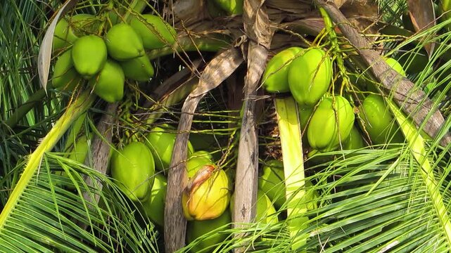 Green coconuts growing on palm tree