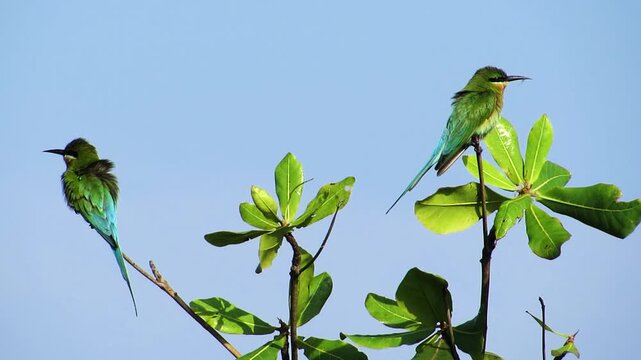 Two green bee eater birds perched