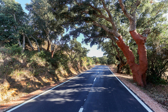 Road through hilly Alentejo landscape with cork oak trees and yellow fields in late summer near Evora, Portugal Europe