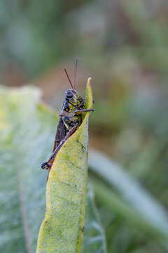 grasshopper locust sleeps on curved mullein leaf closeup
