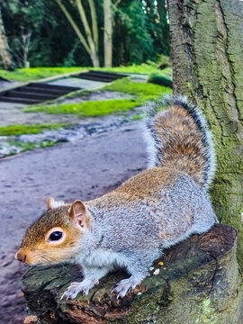 View of a grey squirrel perched on a tree stump in Peasholm Park, Scarborough, England, United Kingdom.