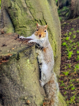 View of a grey squirrel clinging to a tree trunk in Peasholm Park, Scarborough, England, United Kingdom.