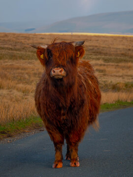 View of a Highland cow standing on a rural road in Yorkshire Dales National Park with rolling hills in the background, England, United Kingdom.