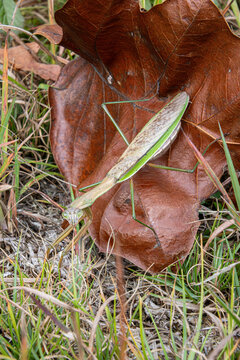 chinese mantis in ambush position on fallen large brown maple leaf closeup detail looking at camera