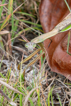 chinese mantis in ambush position on fallen large brown maple leaf closeup detail looking at camera
