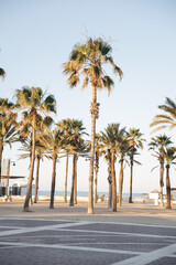 Tall palm trees along a sunny seaside promenade with blue sky and Mediterranean coastal landscape. Tropical greenery and peaceful summer vacation atmosphere. © Darja