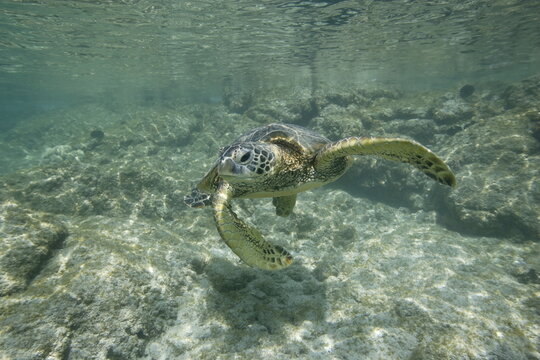Green sea turtle swimming in shallow water off the coast of Hawaii