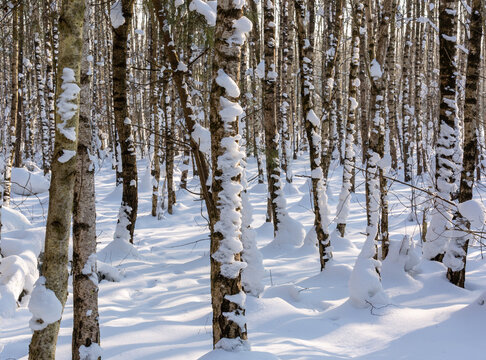 View of a birch forest covered in snow with deep drifts around the trunks under bright winter sunlight in Dwukoly, Warmian-Masurian Voiv, Poland.