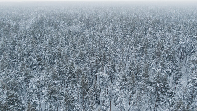 Aerial View of Snow Covered Pine Forest