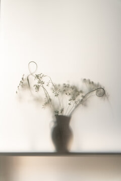 Delicate flower silhouette behind translucent glass