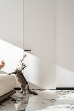 Playful cat chasing toy in modern minimalist interior