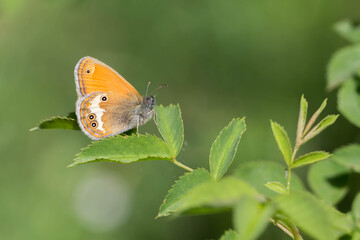 Strzępotek perełkowiec (Coenonympha arcania) z pomarańczowymi skrzydłami odpoczywający na zielonym liściu wśród roślinności. © Henryk Guziak