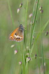 Strzępotek perełkowiec (Coenonympha arcania) z pomarańczowym spodem skrzydeł i rzędem ciemnych oczek wśród zielonych traw na łące. © Henryk Guziak