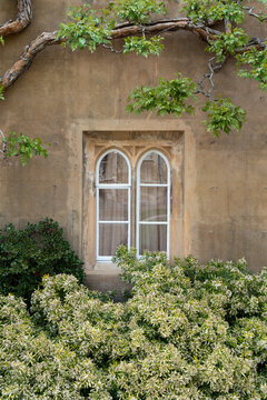 Gothic window framed by climbing vine and greenery